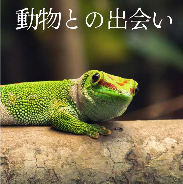 動物との出会い