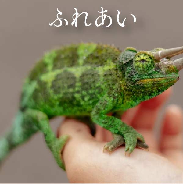 ふれあい