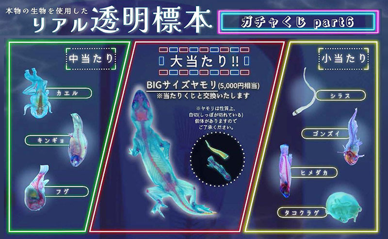 リアル透明標本ガチャくじpart6