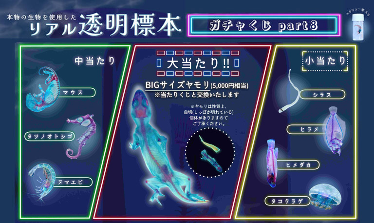 イベント5の詳細を見る