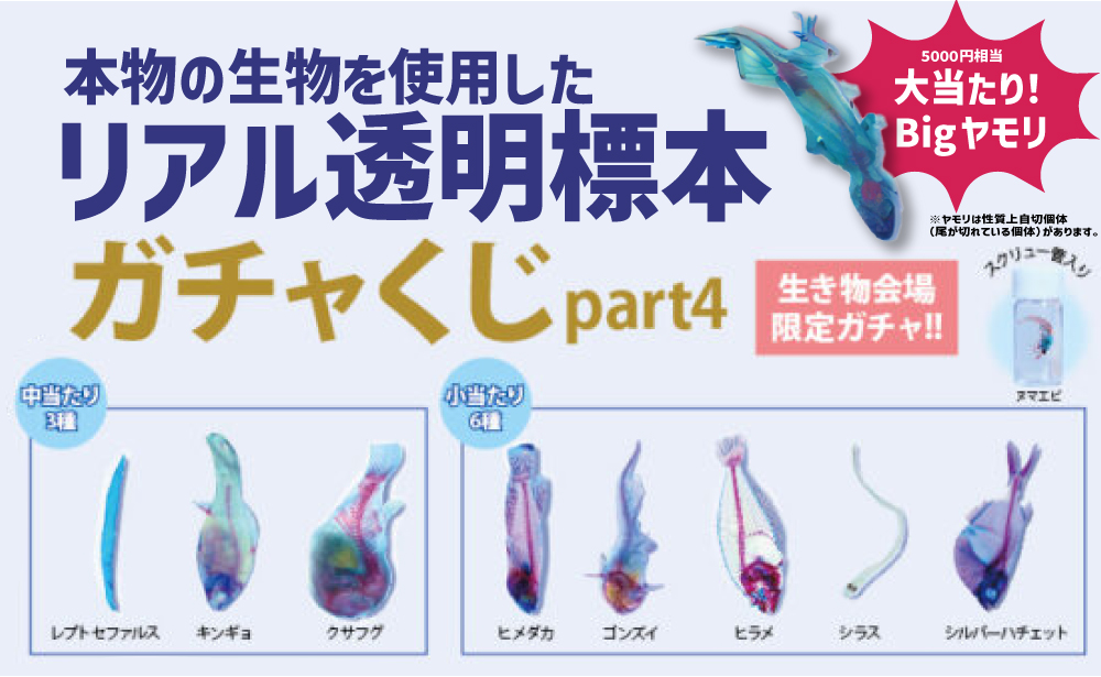 リアル透明標本ガチャくじpart4
