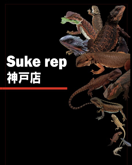Sukerep神戸店