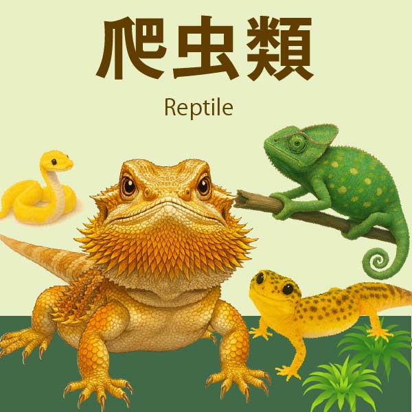 爬虫類