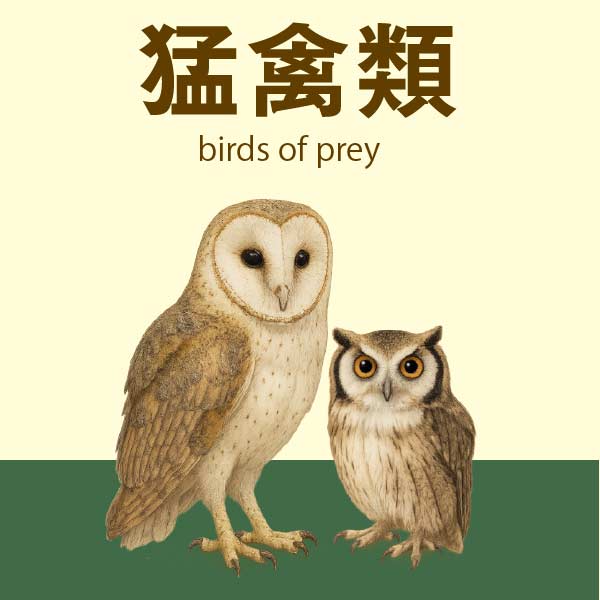 猛禽類